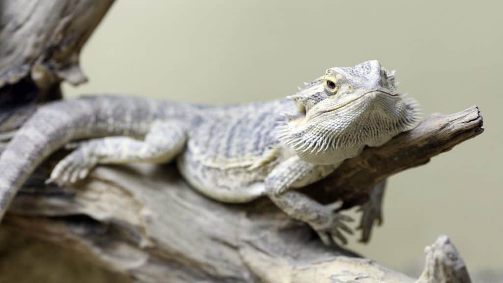 41419781 m Bearded Dragons as Pets: Dangers, Cost to Buy One, and Ease of Care