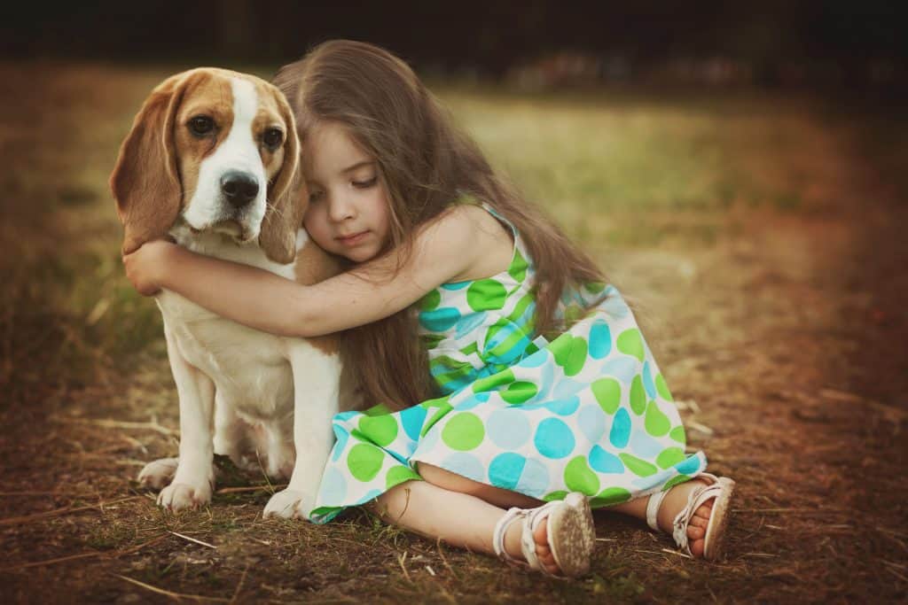 42202137 m Are Beagles Good with Kids? A Guide for Parents