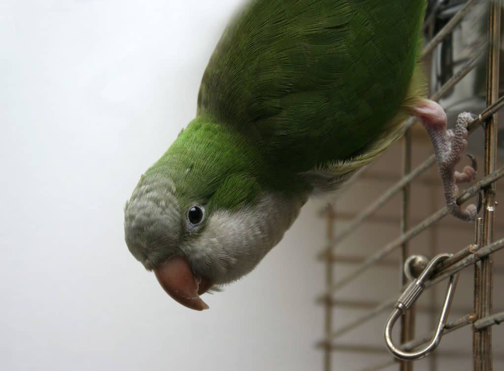 429387 m Monk Parakeets as Pets: Pictures, Cost to Buy, and Temperament Info