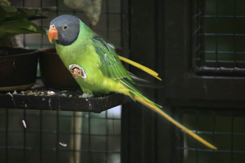 A Complete List of Foods Parakeets Can Eat (And What They Shouldn't)