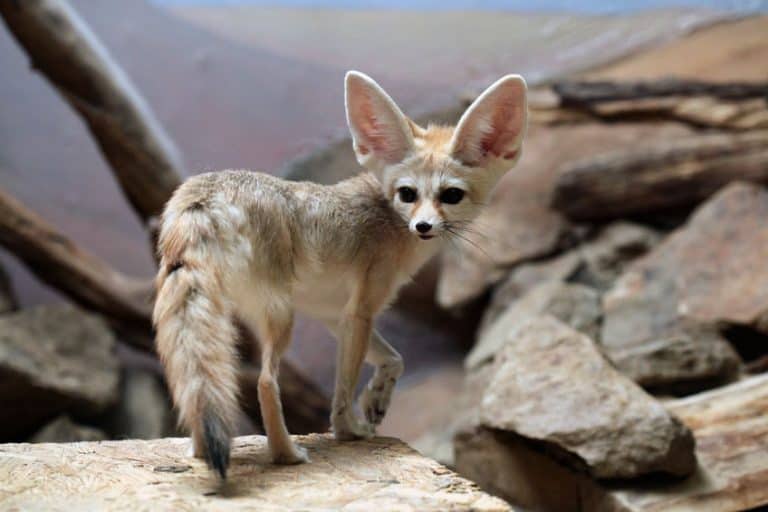 Fennec Foxes as Pets: Cost to Buy, Legalities, and Ease of Care