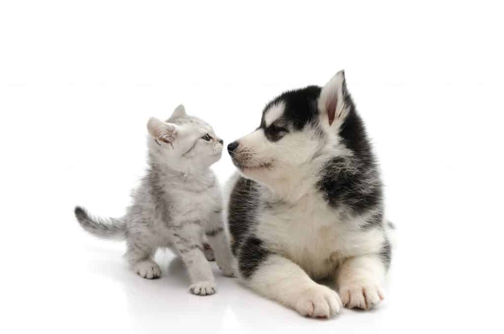 are eskimo huskies good with cats