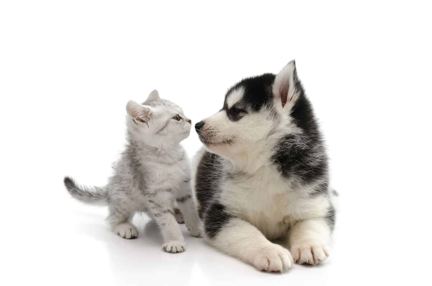 Do Huskies Get Along with Cats 