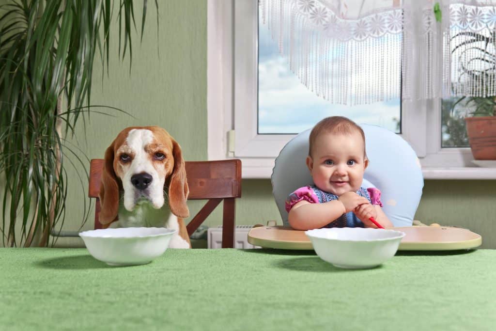 are beagles good with kids or toddlers