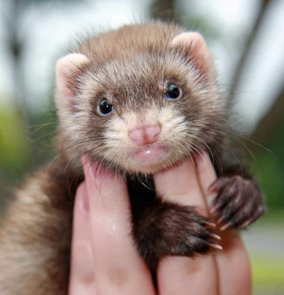 are ferrets mean to dogs