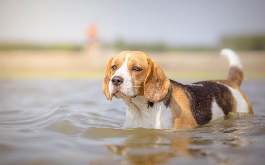 are beagles good swimmers