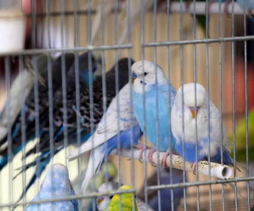 budgies at petco