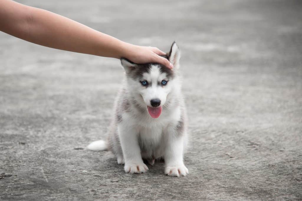 how much does it cost to buy a husky puppy