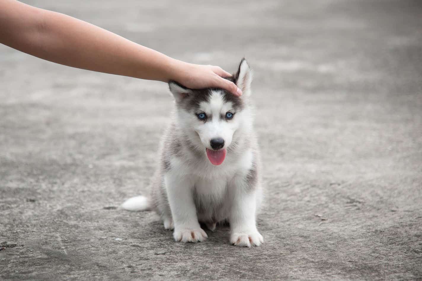 Average Cost of Buying a Husky (With 21 Examples) - Embora Pets