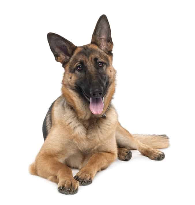 German Shepherds As Pets Cost Life Expectancy And Temperament Embora Pets