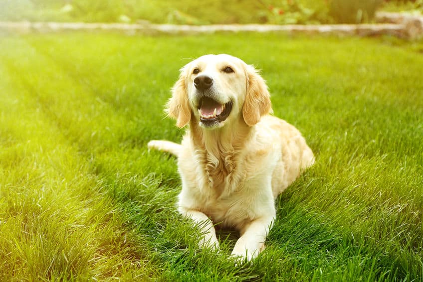 golden retriever mixed with beagle