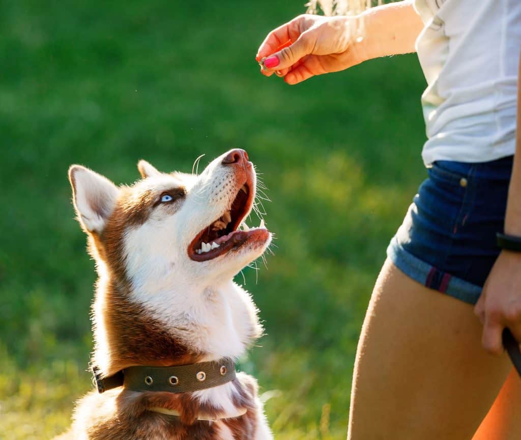 how intelligent are husky dogs