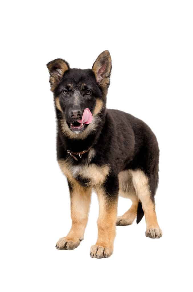 48680560 m Can German Shepherds Eat Peanut Butter?