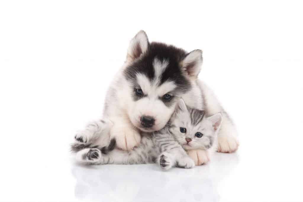 are siberian huskies good with cats