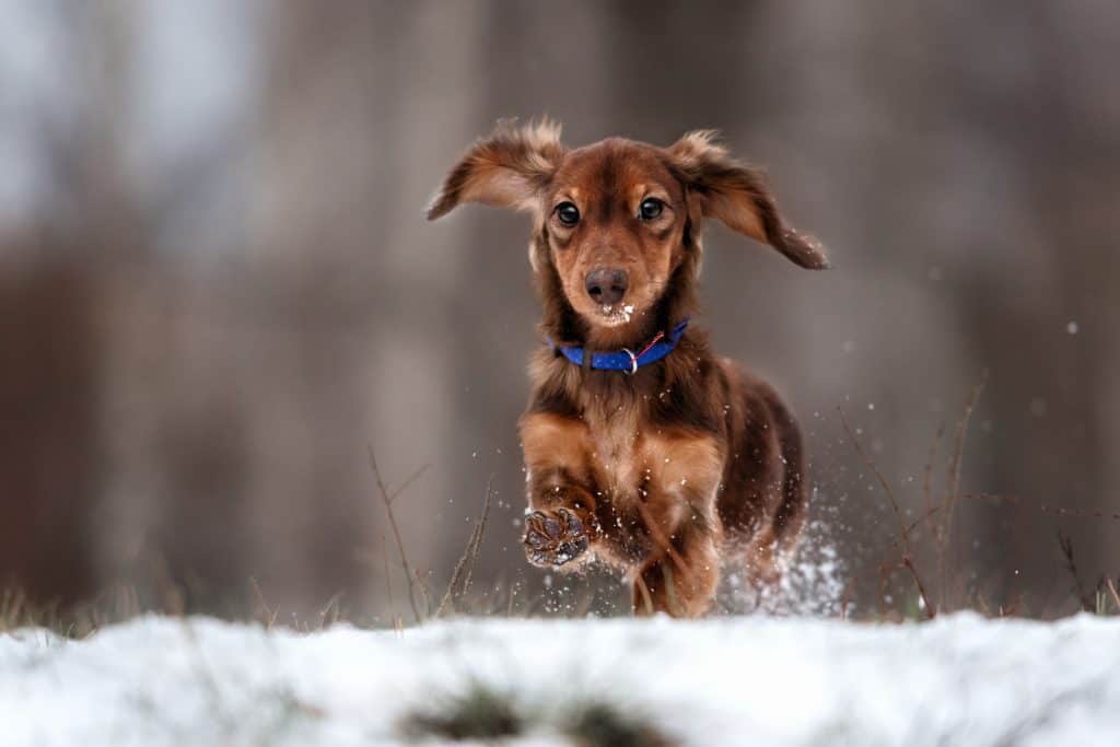 50026136 m How High Can Dachshunds Jump?