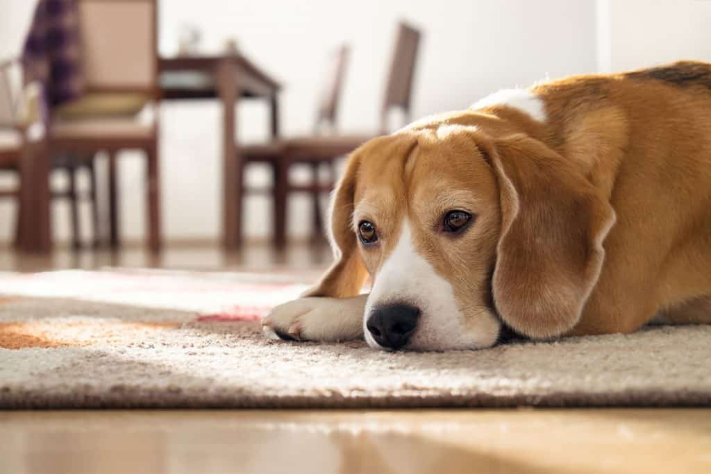 50223586 m Why Do Beagles Cry?