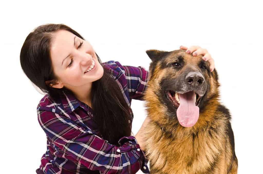 50675552 m German Shepherd Temperament: What's it Like Owning One?
