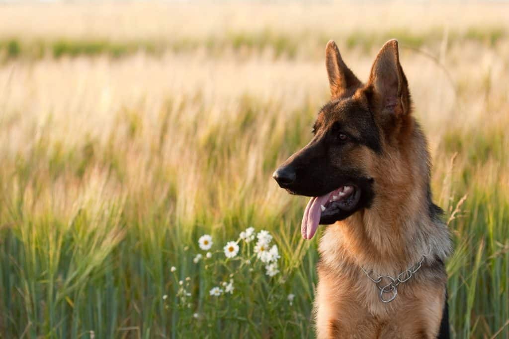 Choosing A German Shepherd Mix Breed Which Is Best For Your Home Embora Pets