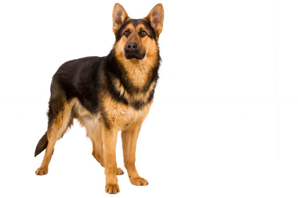 54276487 m How Big do German Shepherds Get? (Plus Size Info for Mixes)