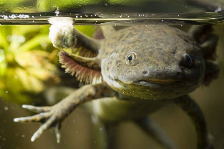 Axolotl Regeneration: All the Details About this Amazing Phenomenon!