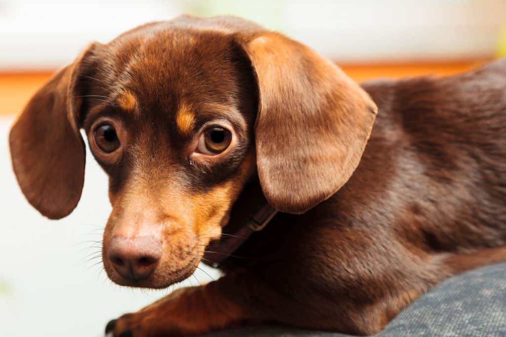 61446097 m Choosing a Dachshund Mix Breed: Which is Best For Your Home?