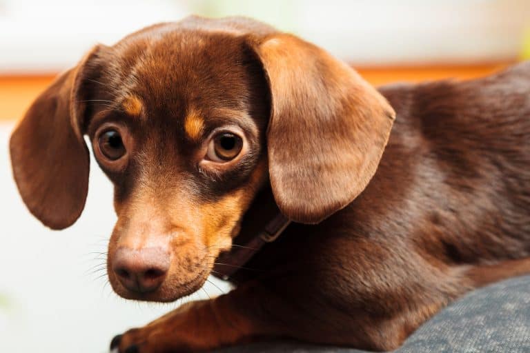 Choosing A Dachshund Mix Breed: Which Is Best For Your Home? - Embora Pets