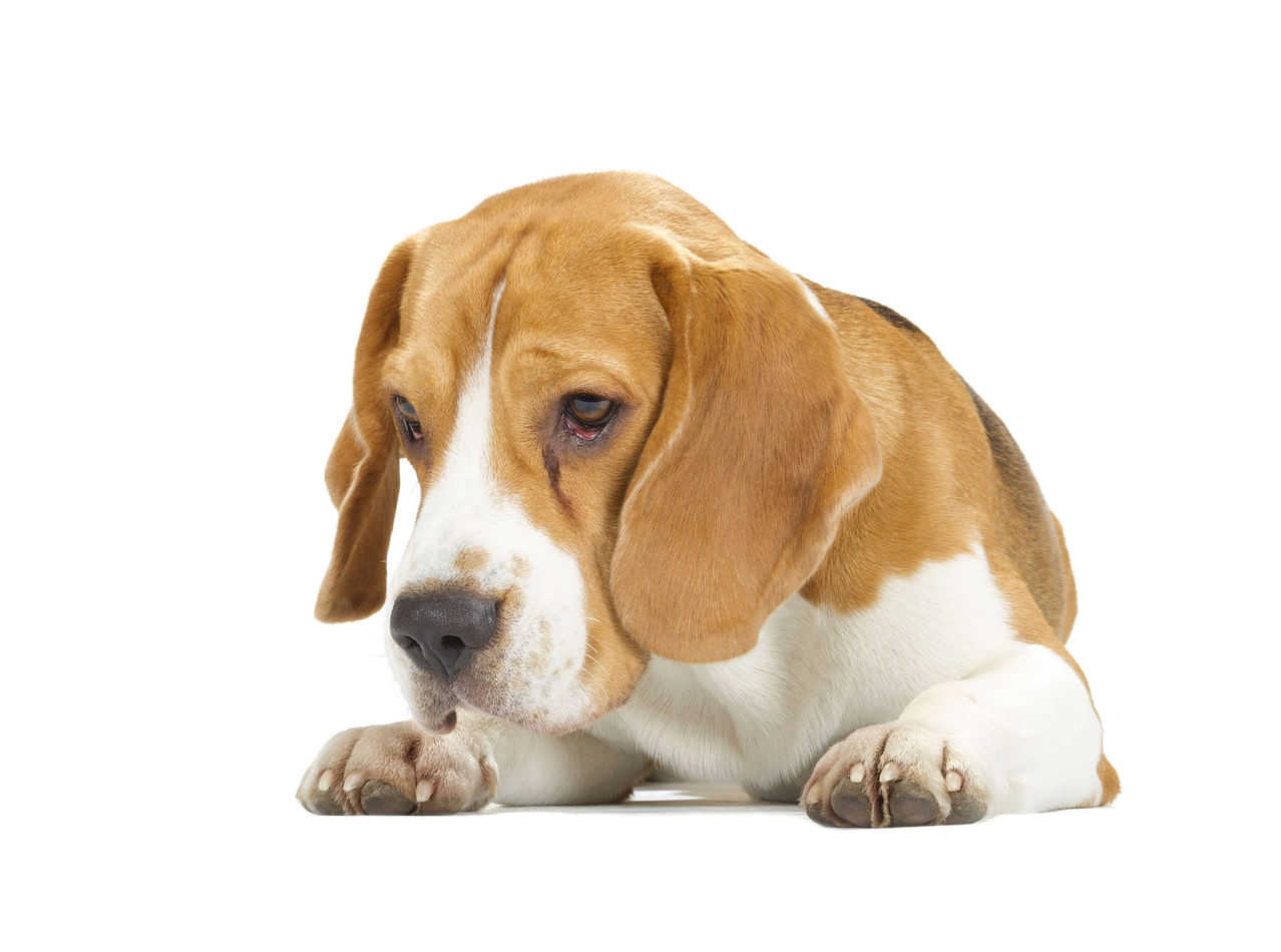 are beagles naturally food motivated