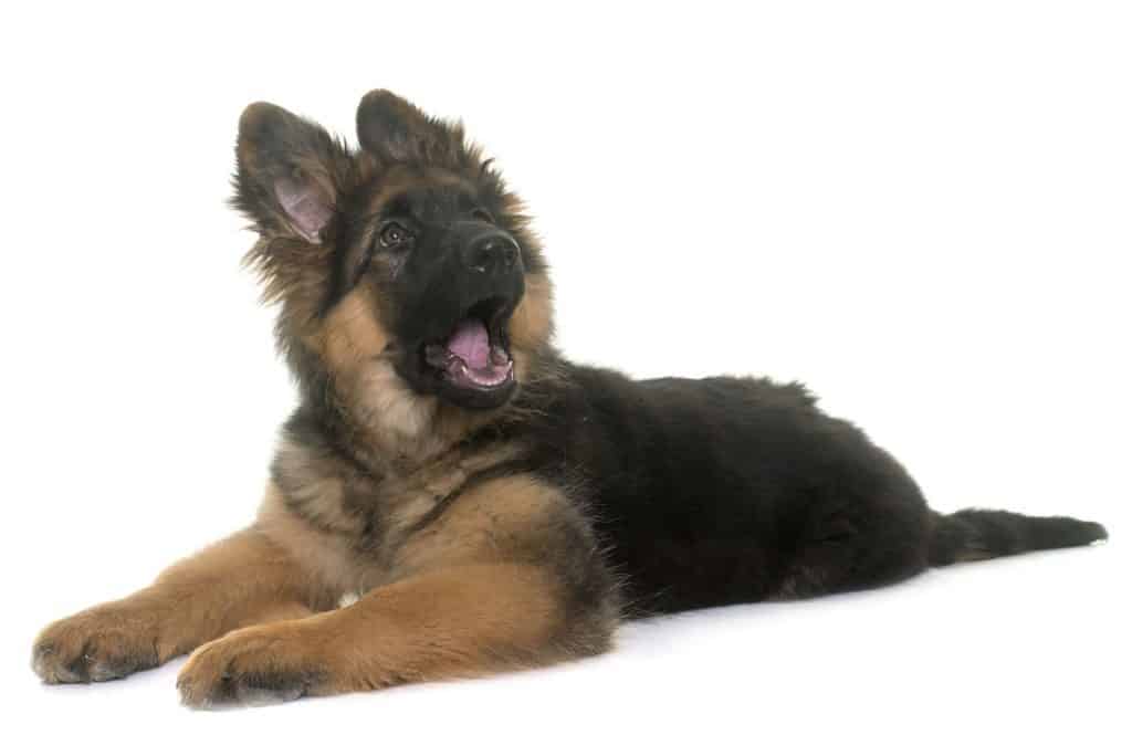 66960563 m How Often Do German Shepherds Bark?