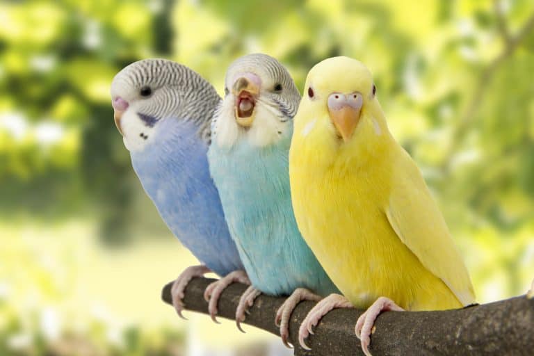 How Much Do Pet Parakeets Cost? What About the Accessories?