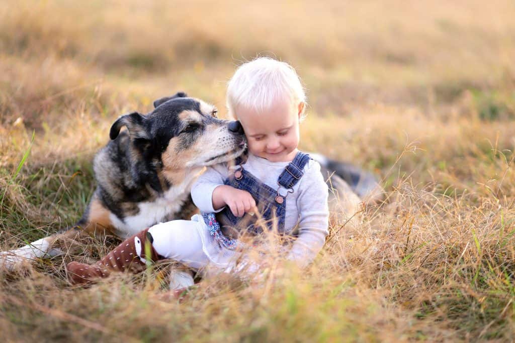 67736683 m Are German Shepherds Good with Kids? A Guide for Parents
