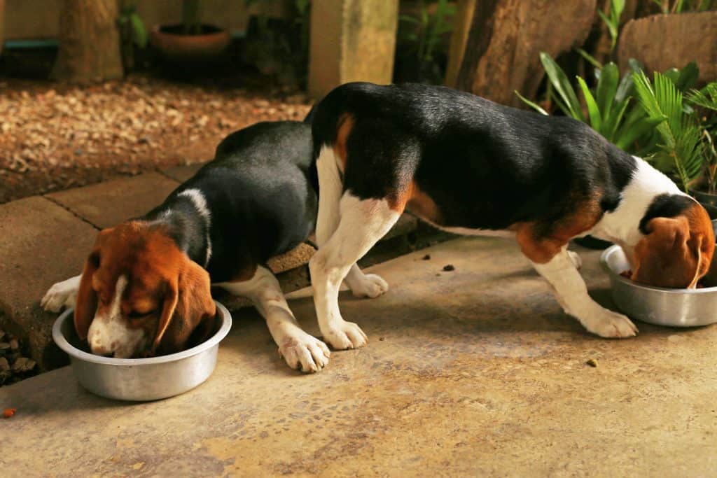 beagle shedding how much do beagles shed