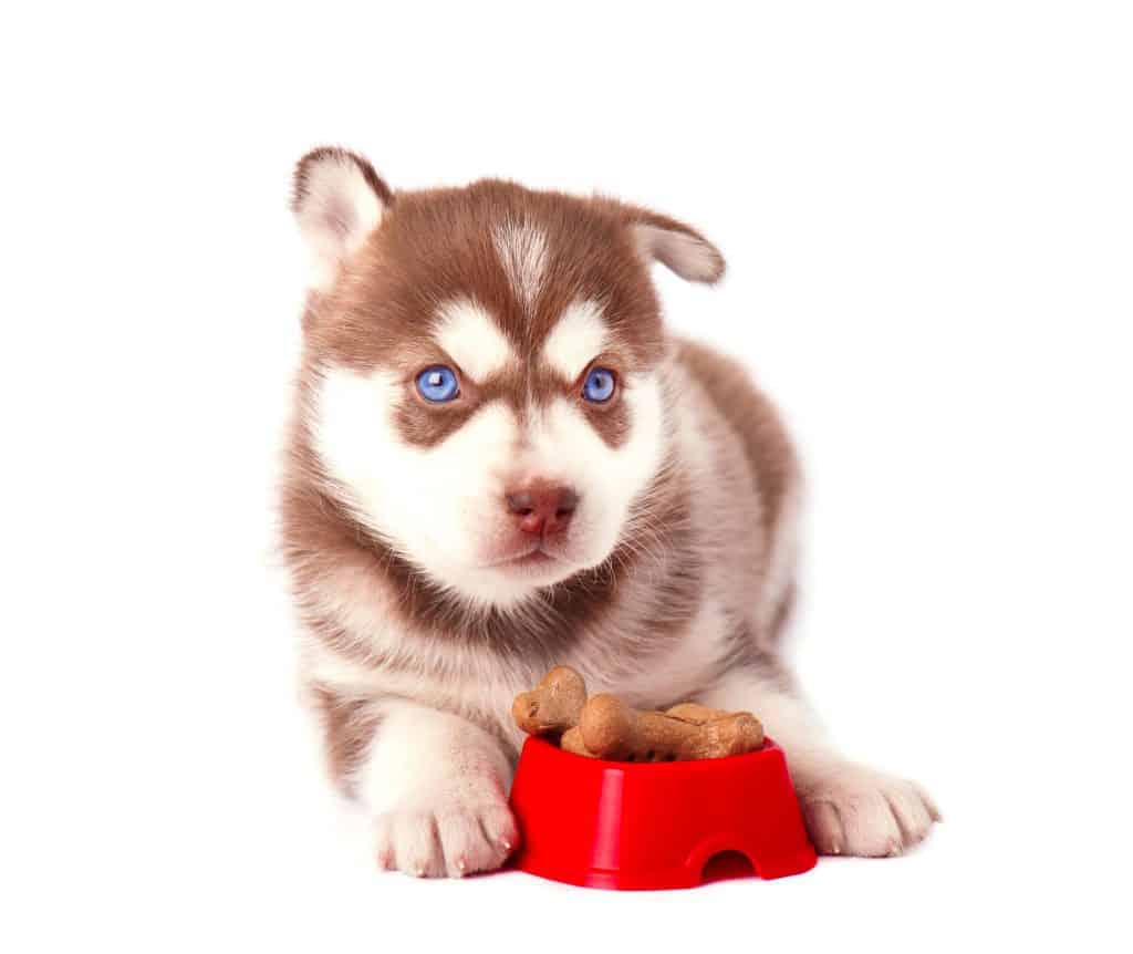 70777260 m Can Huskies Chew on Bones?