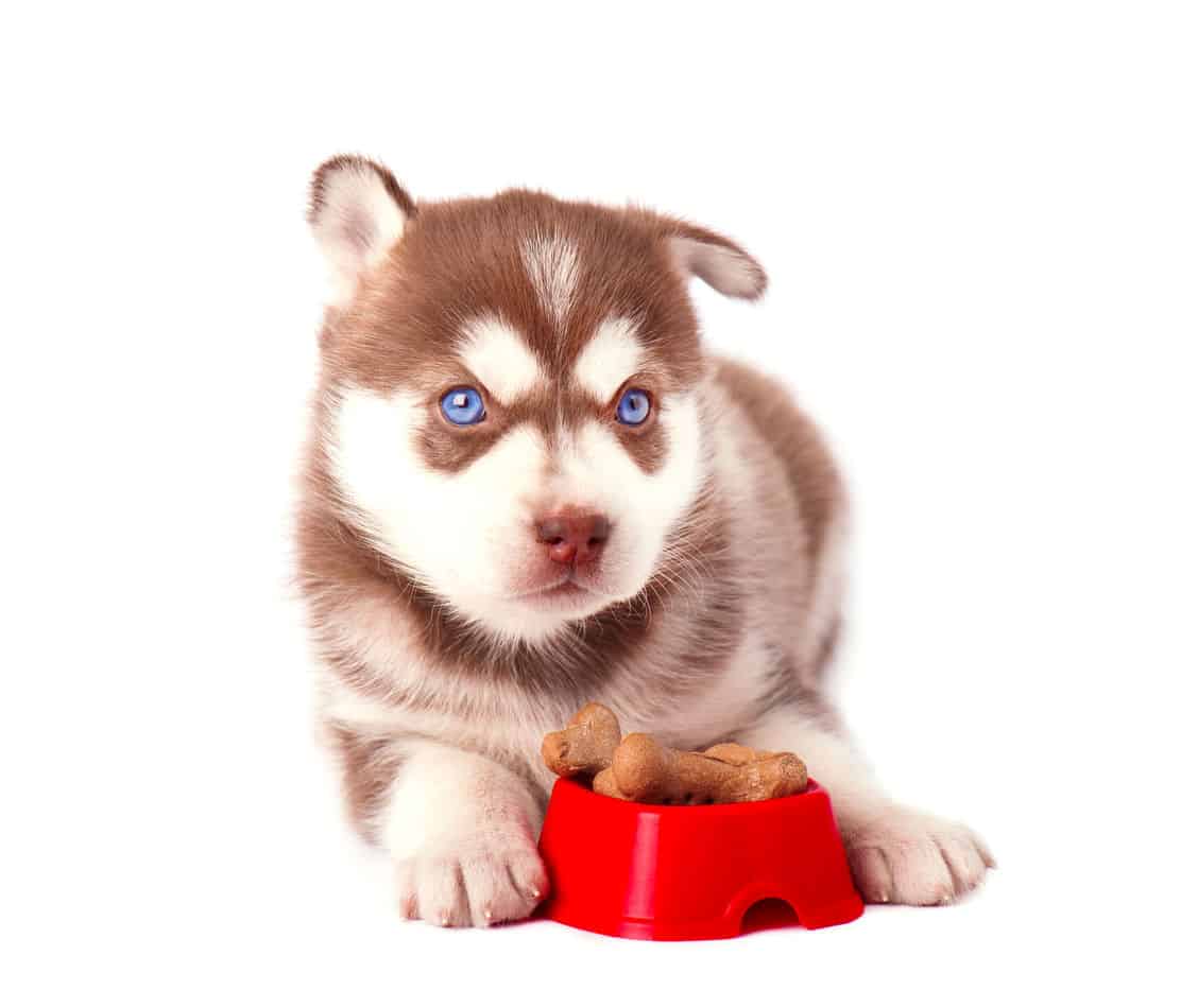 best chew bones for huskies