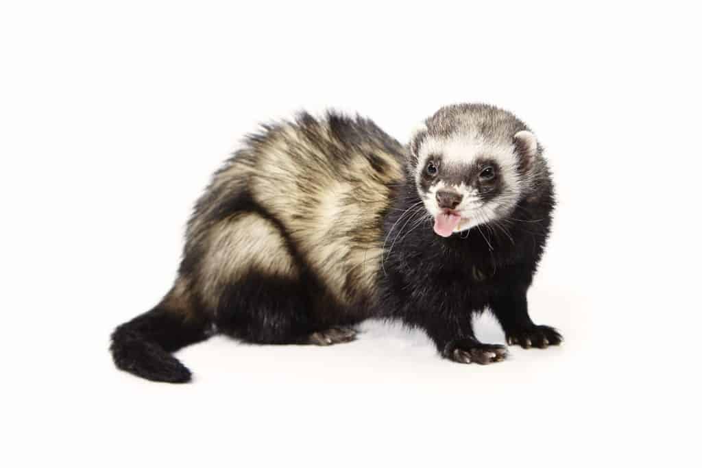 70814786 m Ferrets as Pets: how much do ferrets cost? What is Their Aggressiveness and Life Expectancy?