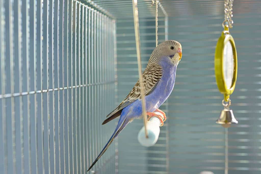 budgies at petco