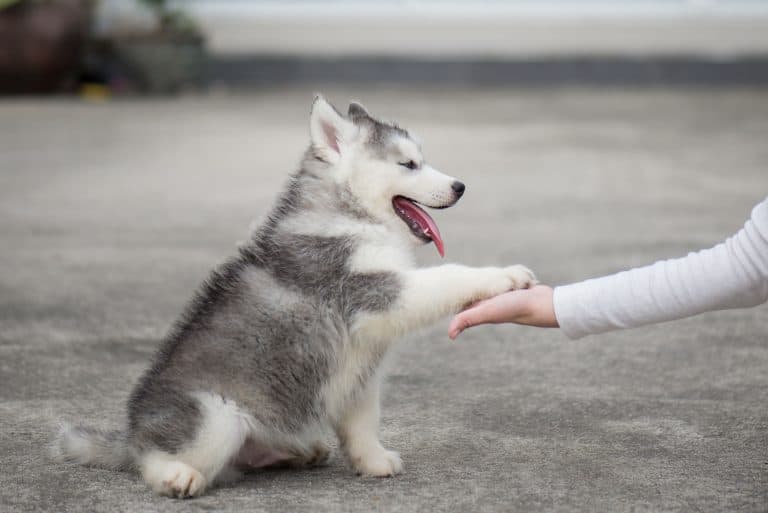 Are Huskies Easy to Train?