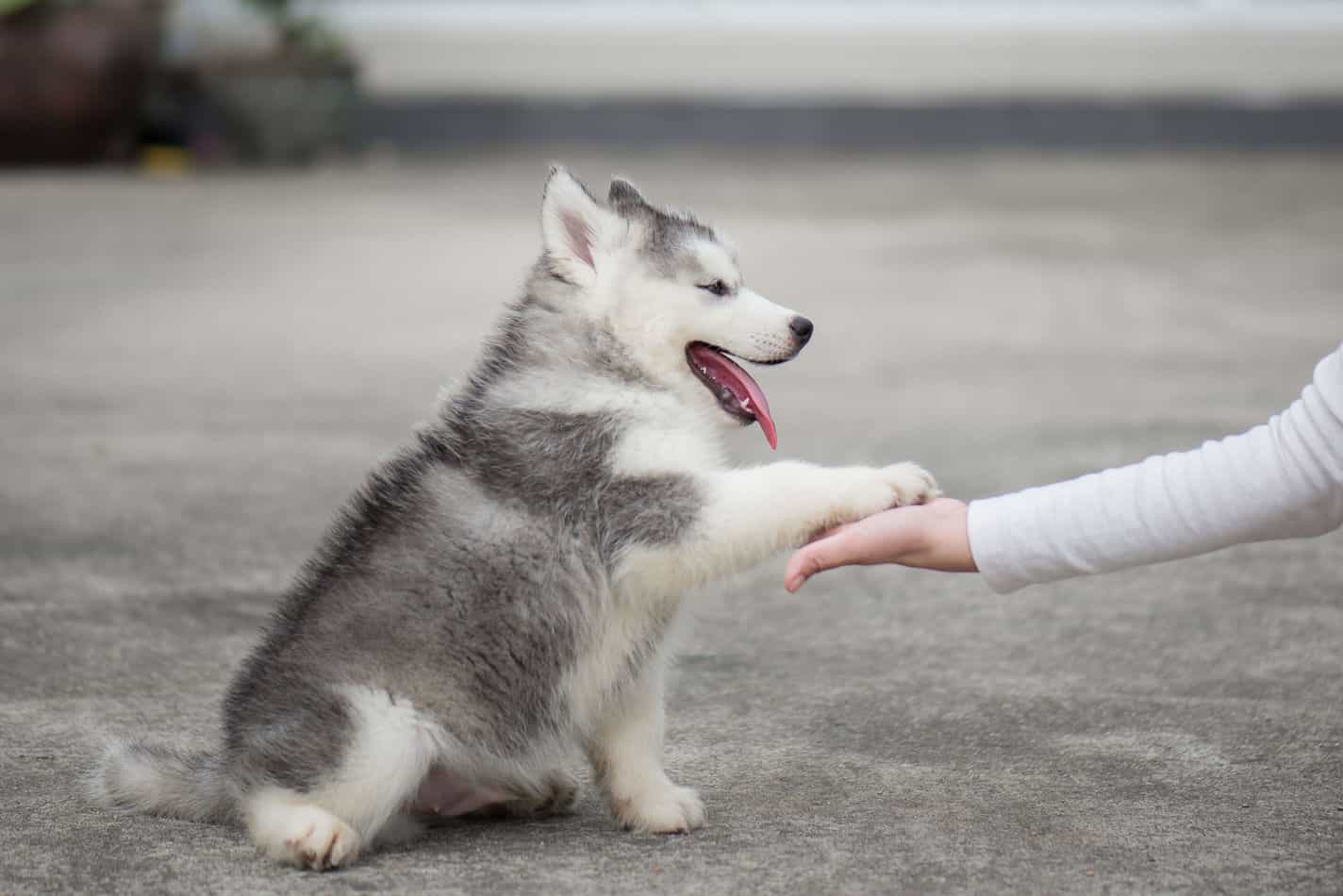 how to train a husky to stay in the yard