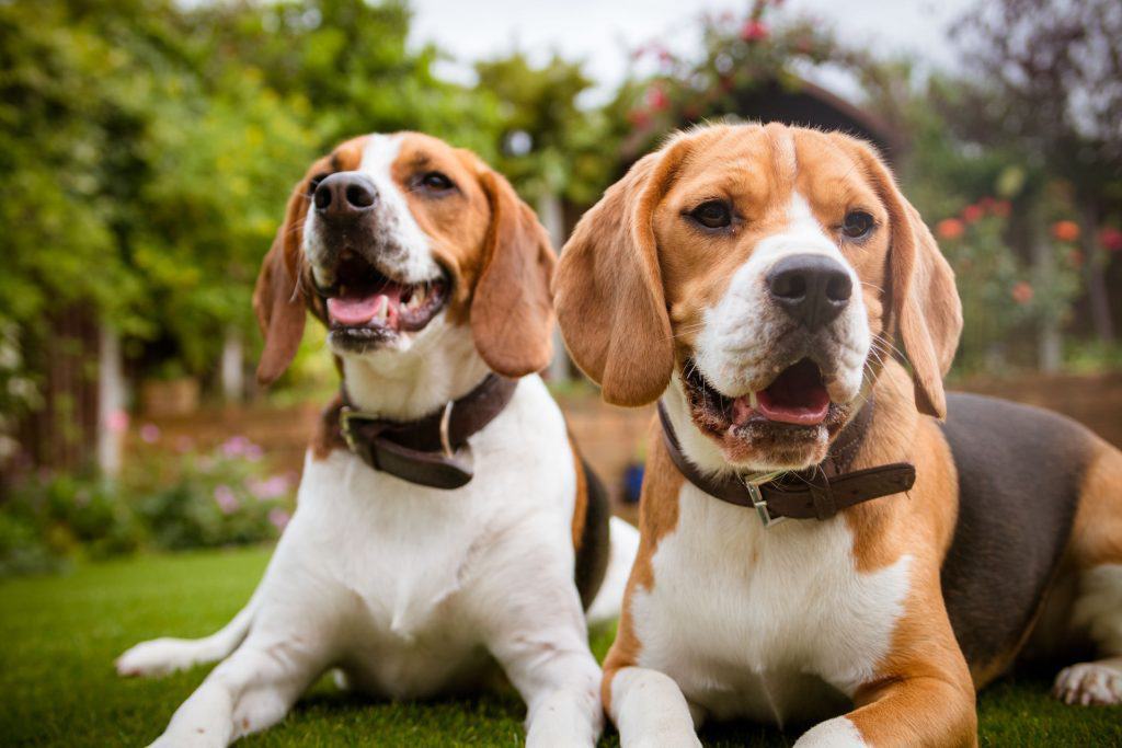 beagle shedding brush