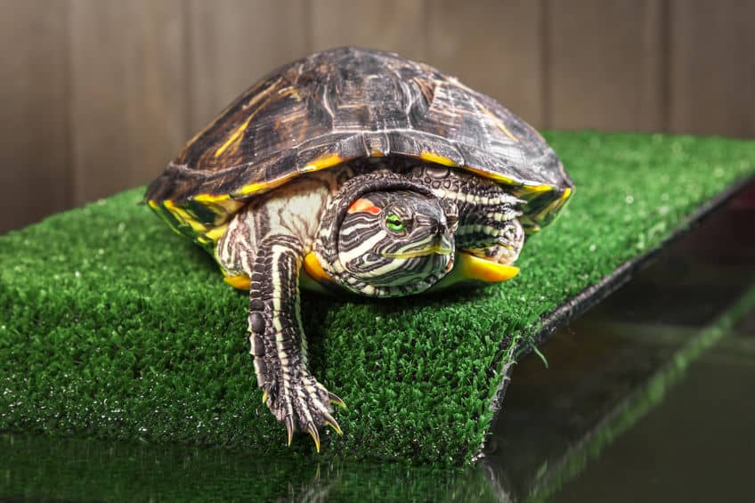 red eared slider pet