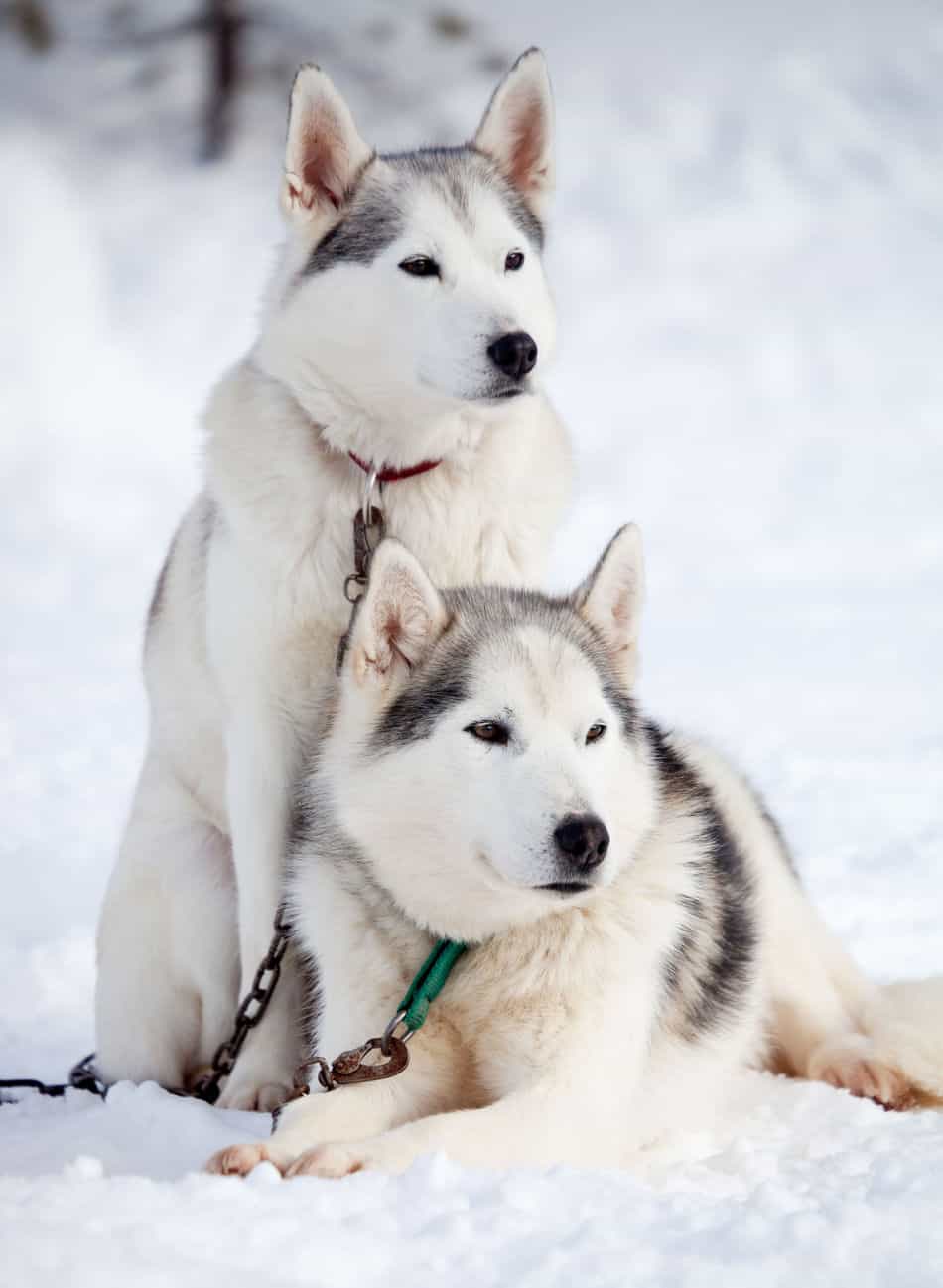 the-ultimate-guide-to-what-huskies-can-and-can-t-eat-embora-pets