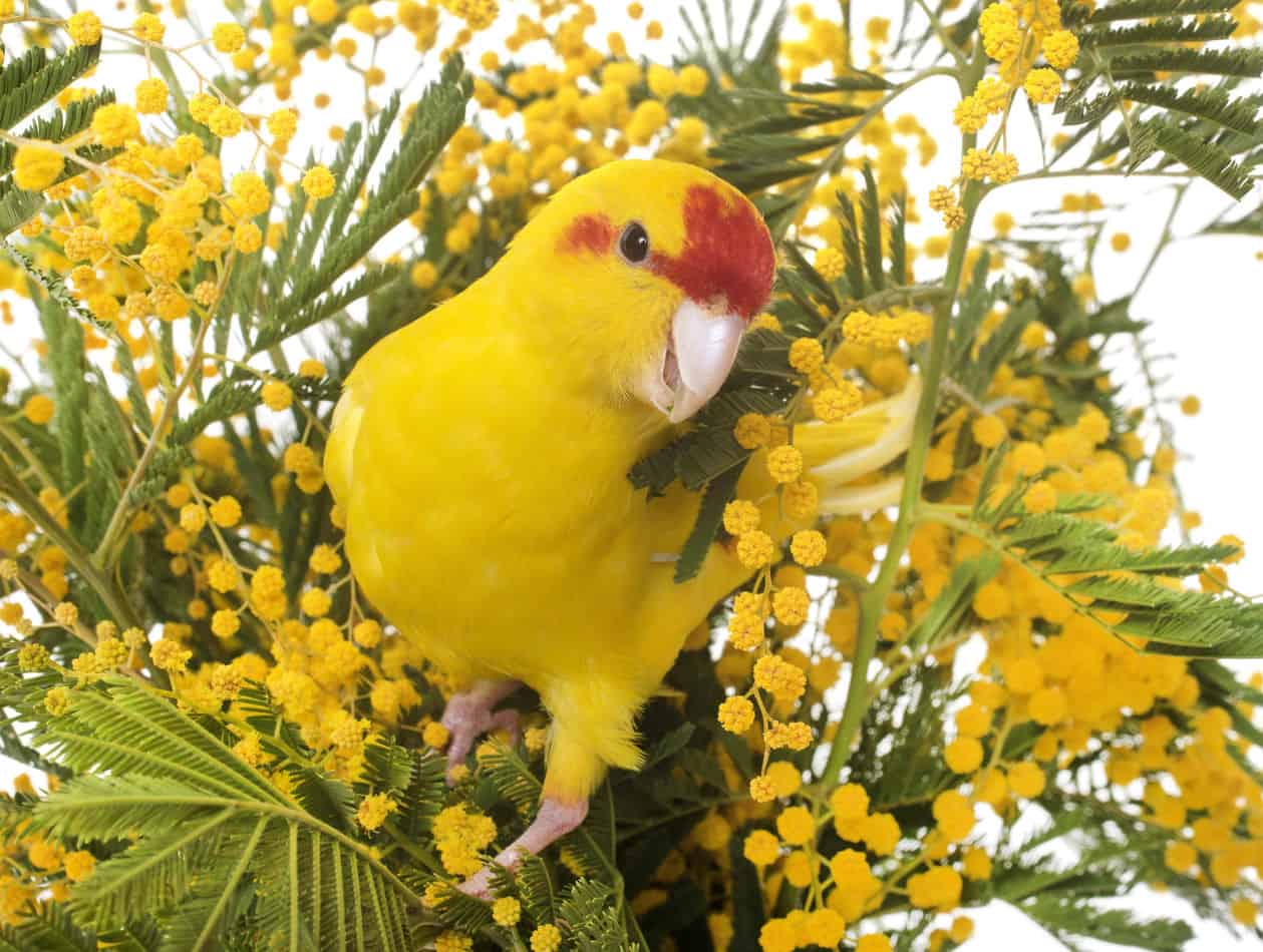 white parakeet for sale