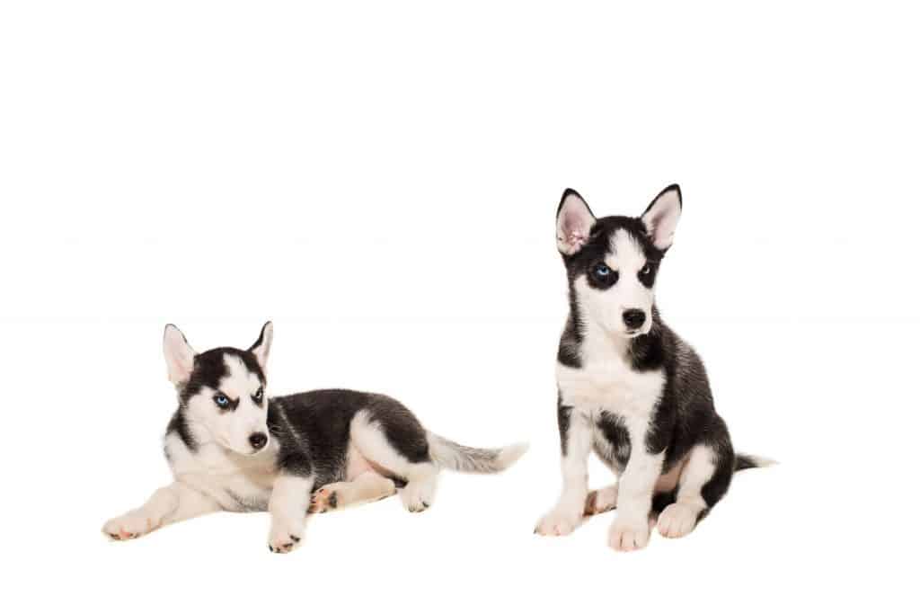 can the siberian husky live in louisiana