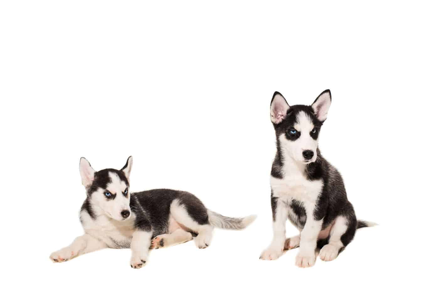 Can Huskies Live in Apartments? A Complete Guide Embora Pets
