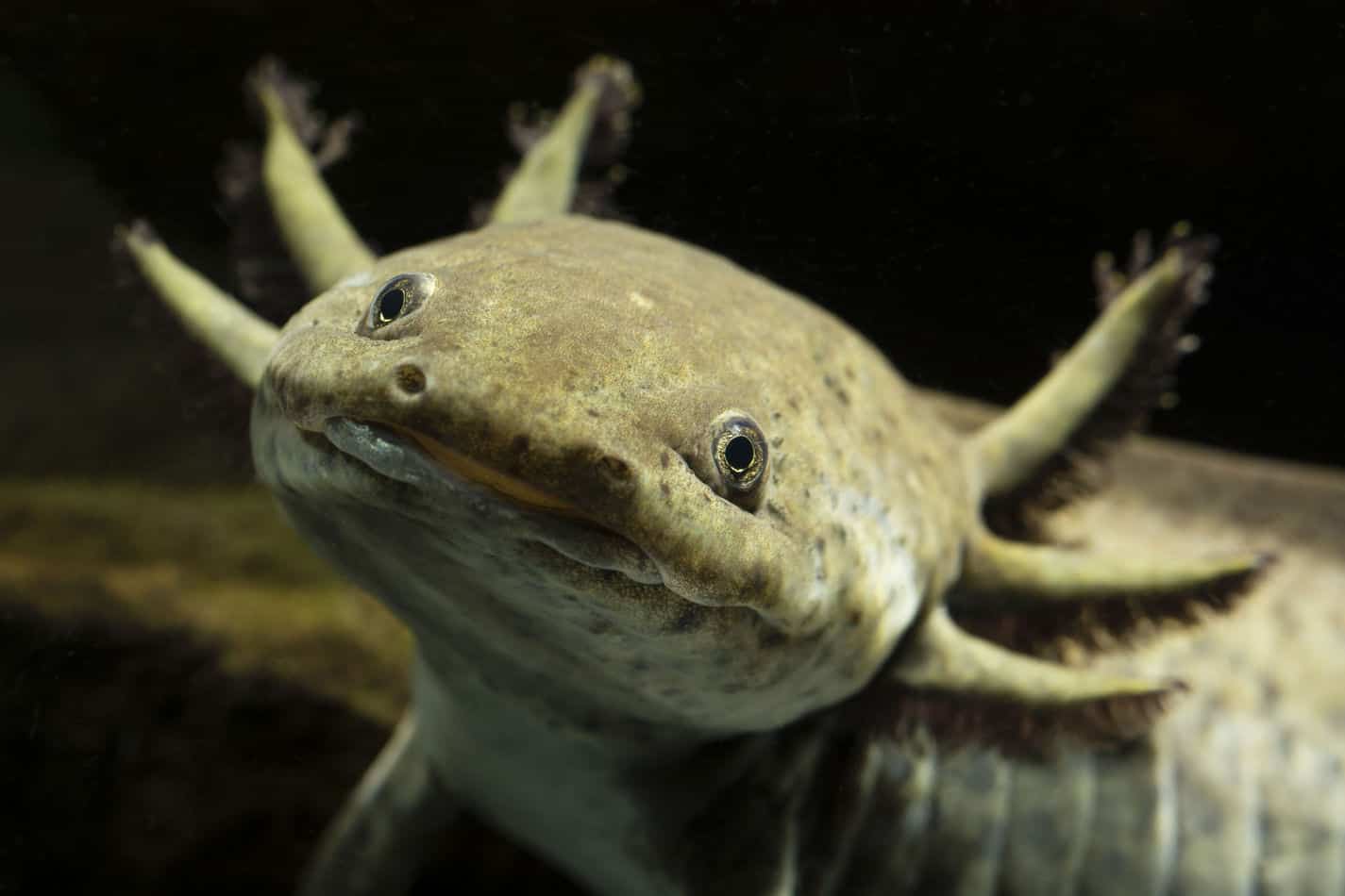 21 Amazing Axolotl Facts