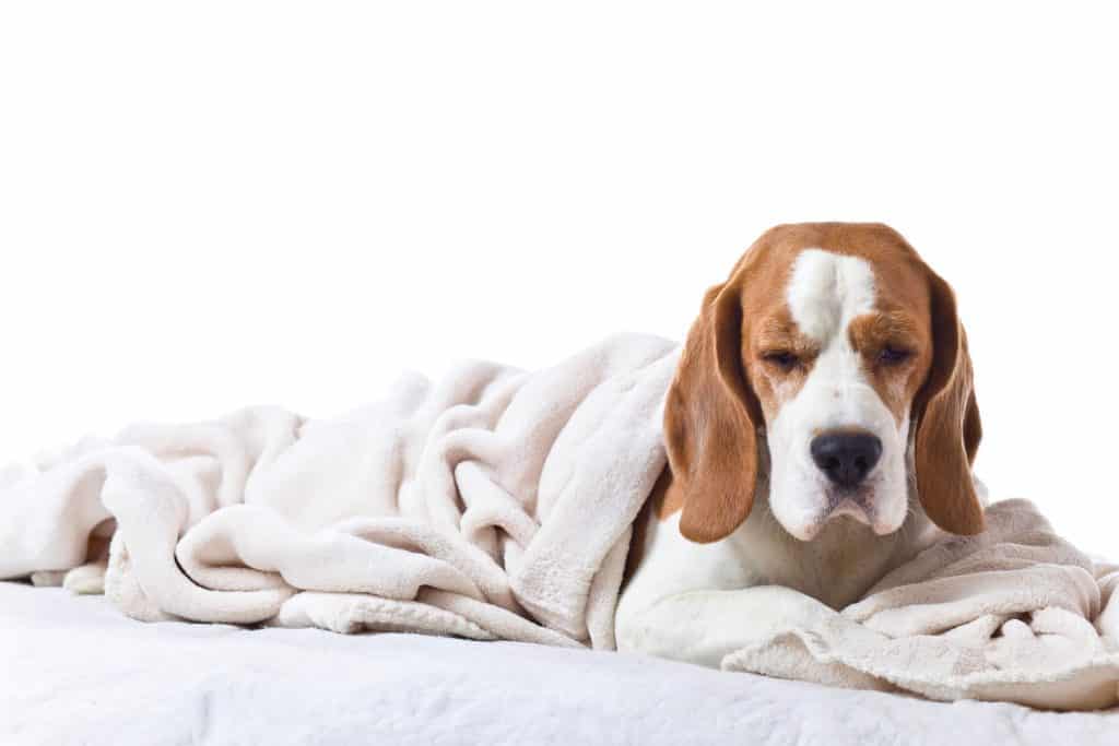 beagles and allergies