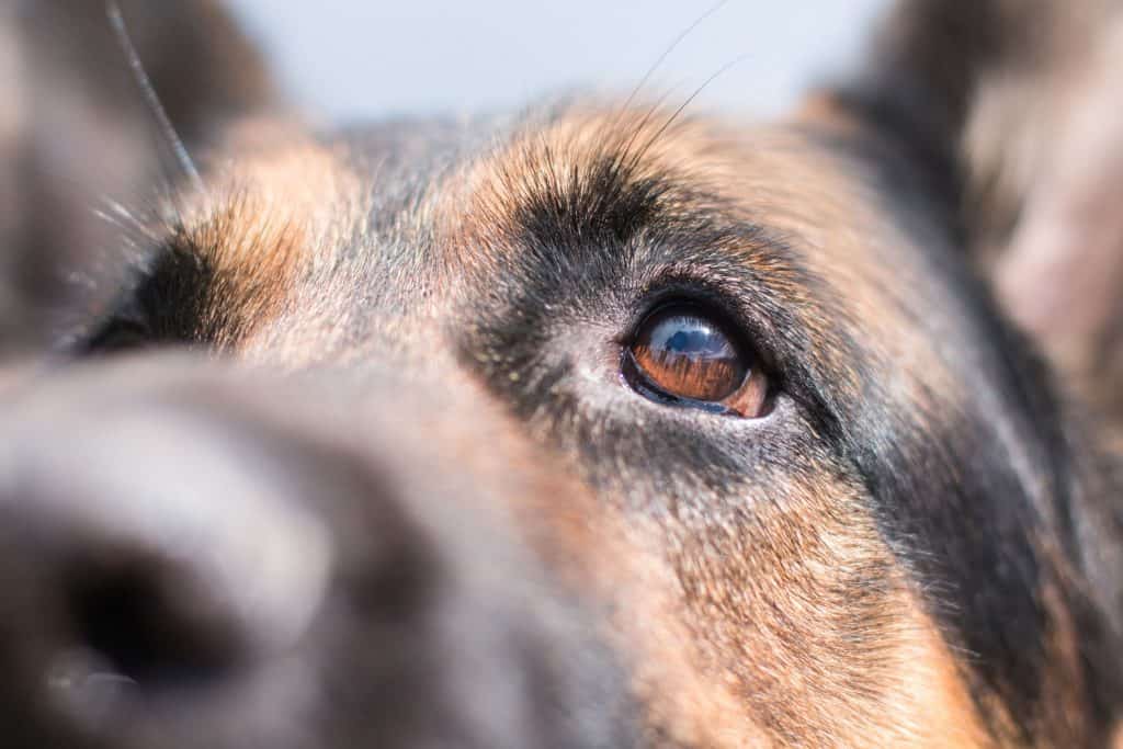 How Much Sleep Should a German Shepherd Have? - Embora Pets