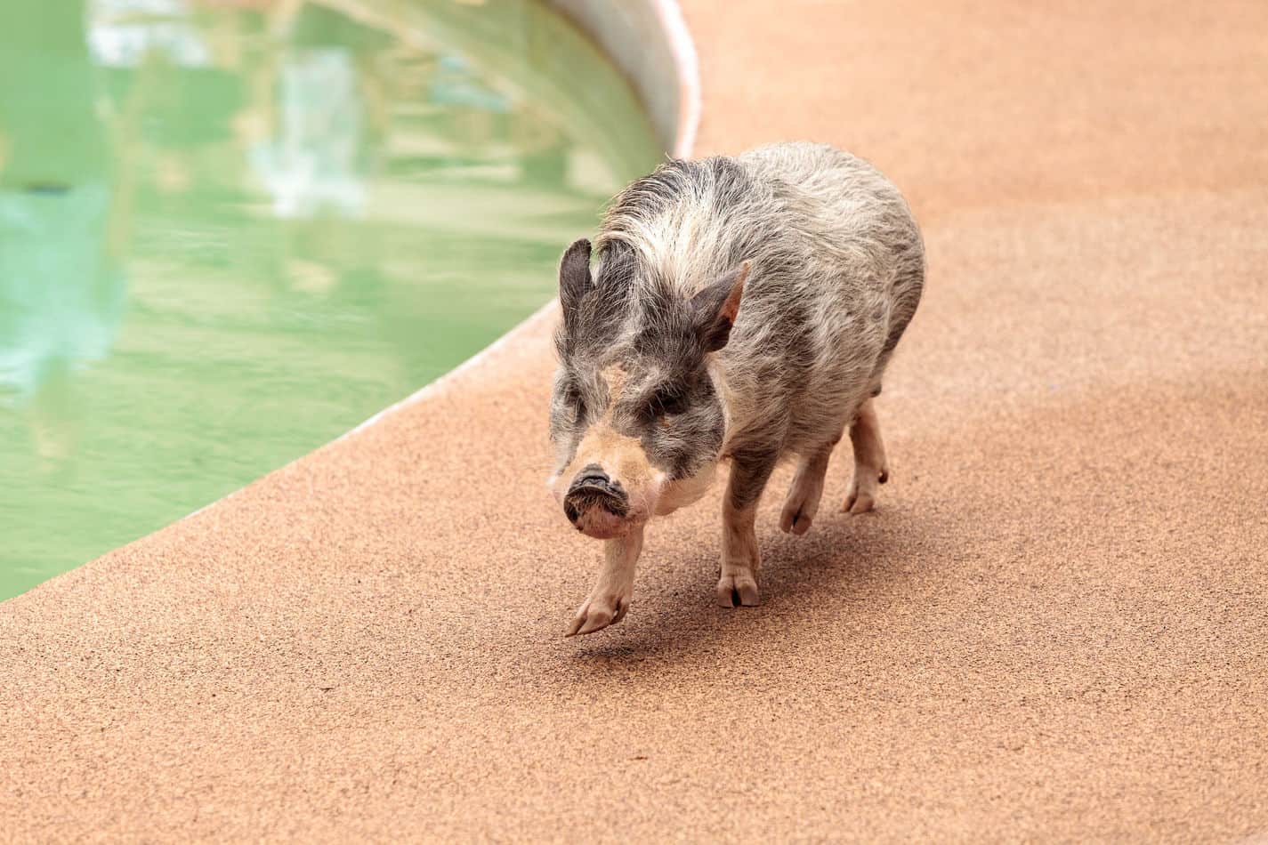 Pot Bellied Pigs as Pets If They are Good Pets and How