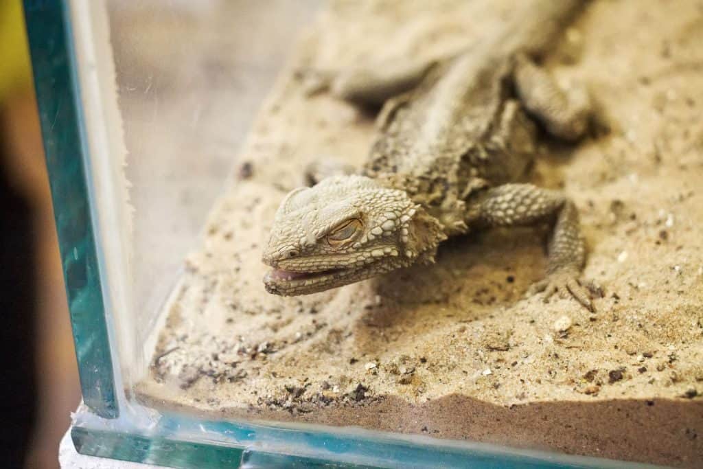 What You Need To Know Before Owning a Bearded Dragon - AZPetVet