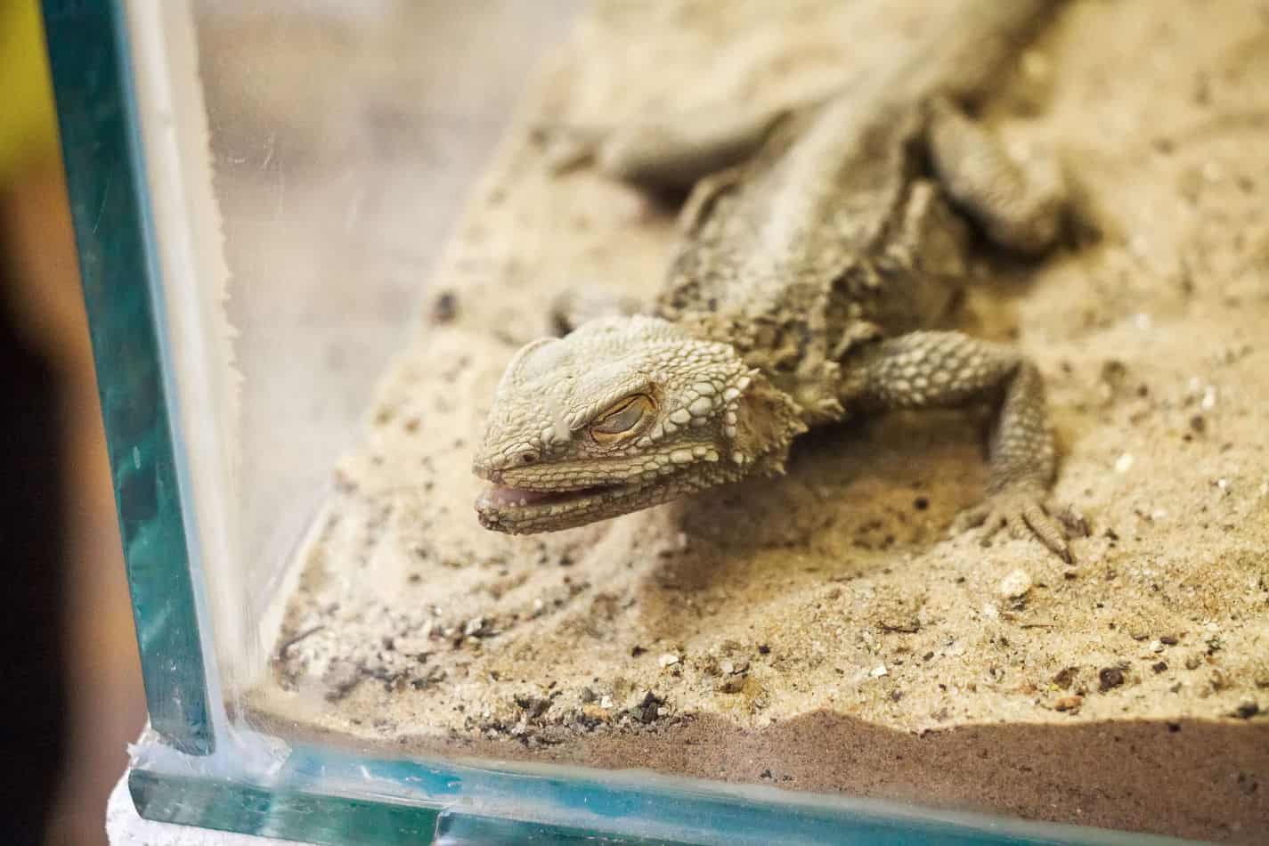 Bearded Dragons as Pets: Dangers, Cost to Buy One, and Ease of Care