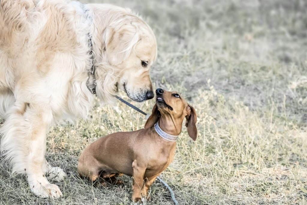 dachshund golden lab mix